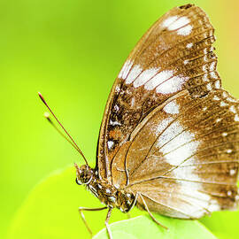 Tropical exotics by Jorgo Photography