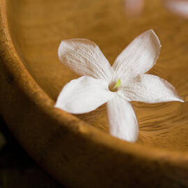 Tropical Flower Floating On Water In by Kristin Lee