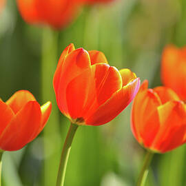 Tulip by Ithinksky