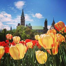 Tulips In Front Of The Peace Tower by Danielle Donders