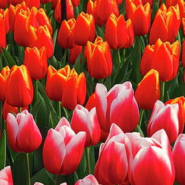 Tulips, Lisse, Netherlands by Hans-peter Merten