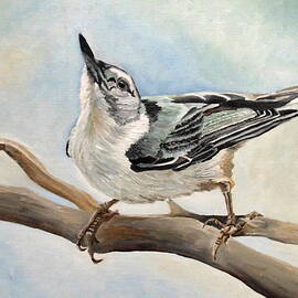 Tuning In - White-breasted Nuthatch by Angeles M Pomata