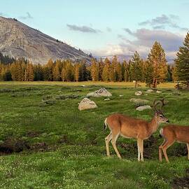 Tuolumne Meadow, Yosemite by Stevedunleavy
