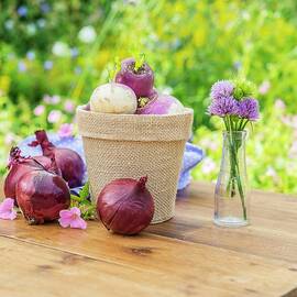 Turnips In A Flower Pot With Red Onions On A Garden Table by The Studio Collection