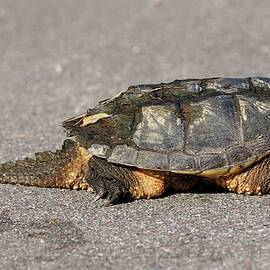 Turtle by Heeb Photos