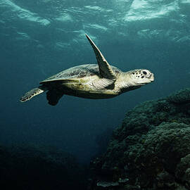 Turtle by Underwater Graphics