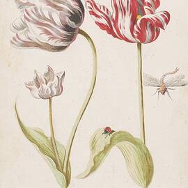Twee Tulpen Met Insecten by Jacob Marrel