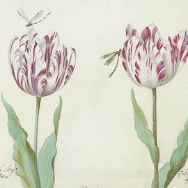 Twee Tulpen Met Twee Libellen by Jacob Marrel
