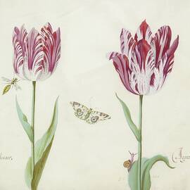 Twee Tulpen Met Wesp, Vlinder En Slak by Jacob Marrel