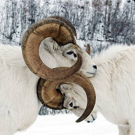 Two Affectionate Dall Sheep Ovis Dalli by Mark Newman