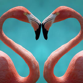 Two Flamingoes Courting, Close-up by Grant Faint