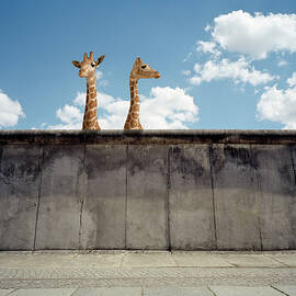 Two Giraffes Watching From A Wall by Matthias Clamer