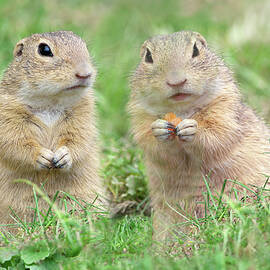 Two Ground Squirrels Citellus Citellus by Robert Maier