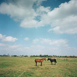 Two Horses In Field by Silvia Otte