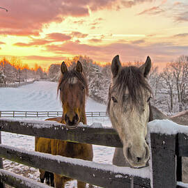 Two Horses In Snowy Pasture At Sunrise by William Toti