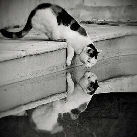 Two In One by HAlAne Desplechin