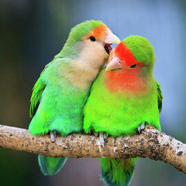 Two Peace-faced Lovebird by Feng Wei Photography