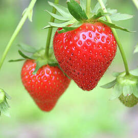 Two Ripe Red Strawberries On The Vine by Hohenhaus