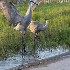 Two Sandhill Cranes by Laura Diez