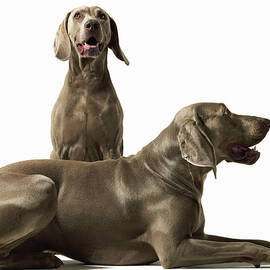 Two Weimerarner Retrievers by Gandee Vasan