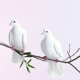 Two White Doves With Olive Branch by Walker And Walker