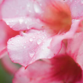 Usa, Florida, Flowers With Raindrops by Kristin Lee