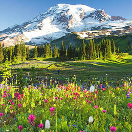 Usa, Washington, Mt. Rainier National by Rene Frederick