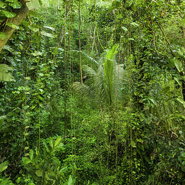 Vegetation In The Jungle, La Digue Island, La Digue Island, Seychelles by Rainer Mirau