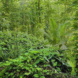 Vegetation In The Jungle, La Digue Island, Seychelles by Rainer Mirau