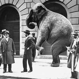 Victory, The G.o.p. Elephant, Stands In by New York Daily News Archive