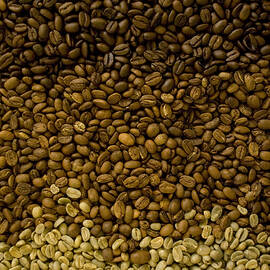 View At Coffee Beans At Different Roasting Stages, Coffee Plantation, Langila, Highlands, Papua New Guinea, Oceania by Ulla Lohmann