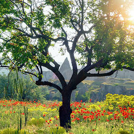 View Of Tree And Poppy Meadow In Goreme, Cappadocia Anatolia, Turkey by Jalag / Klaus Bossemeyer