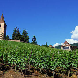 Vineyard, Hunawihr, Upper Alsace, France by Robertharding