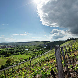 Vineyard Landscape, Horst Sauer Vineyard, Franconia, Germany by Torri Tre