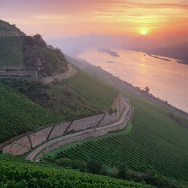 Vineyard Rudesheimer Roseneck In Sunrise, Rudesheim, Rhine District, Hesse, Germany by Hendrik Holler