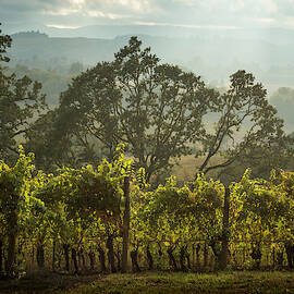 Vineyard Sunset by Jean Noren