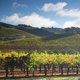 Vineyards Autumn Time In Sonoma Valley by Darrell Gulin