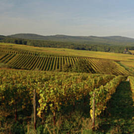 Vineyards Close To The Town Of Geisenheim, Rheingau, Hesse, Germany by Hendrik Holler