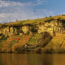 Vineyards Close To The Town Of Ludwigsburg single Vineyard Hohenecker Neckarhälde At River Neckar, Ludwigsburg, Baden-württemberg, Germany by Hendrik Holler