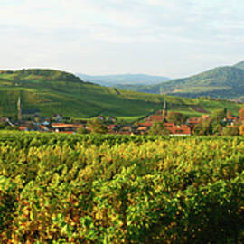 Vineyards Close To Village Birkweiler, Rheinpfalz, Germany by Hendrik Holler