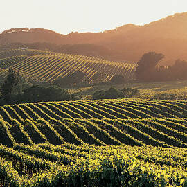 Vineyards, Napa Valley, California, Usa by Andrew Gunners