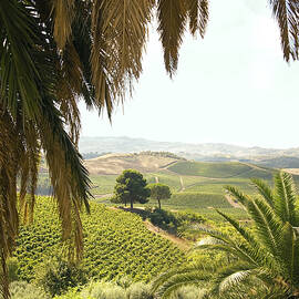 Vineyards, Winery, Palm Trees by Guido Cozzi