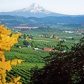 Vineyards With Mt Hood, Oregon by Laura Zeid