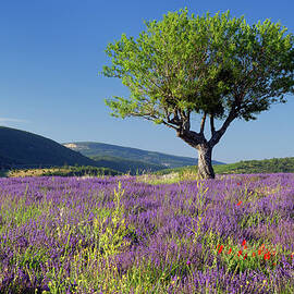 Walnut Tree In A Lavender Field by Cornelia Doerr