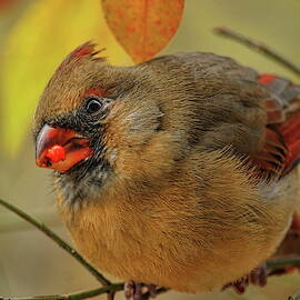 Wary Fall Female Cardinal by Dale Kauzlaric