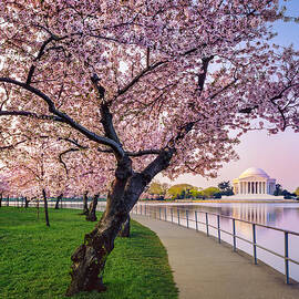 Washington Dc Cherry Trees, Footpath by Dszc
