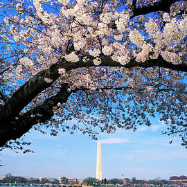 Washington Monument & Cherry Blossoms by Heeb Photos