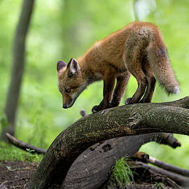 Watchful Eye by James Overesch
