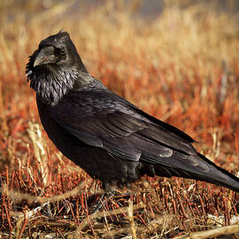 Watchful Raven by Jean Noren