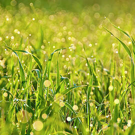 Waterdrops On Grass by Pkg Photography